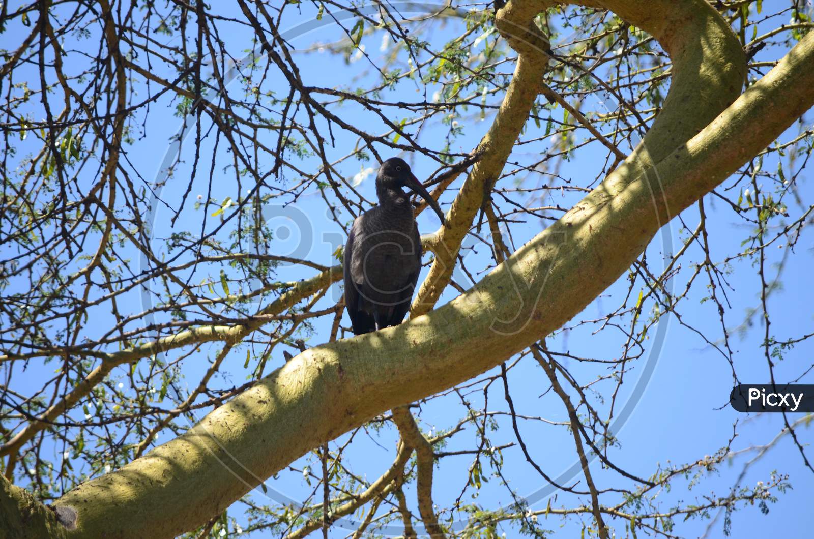Crane Perching on a Tree