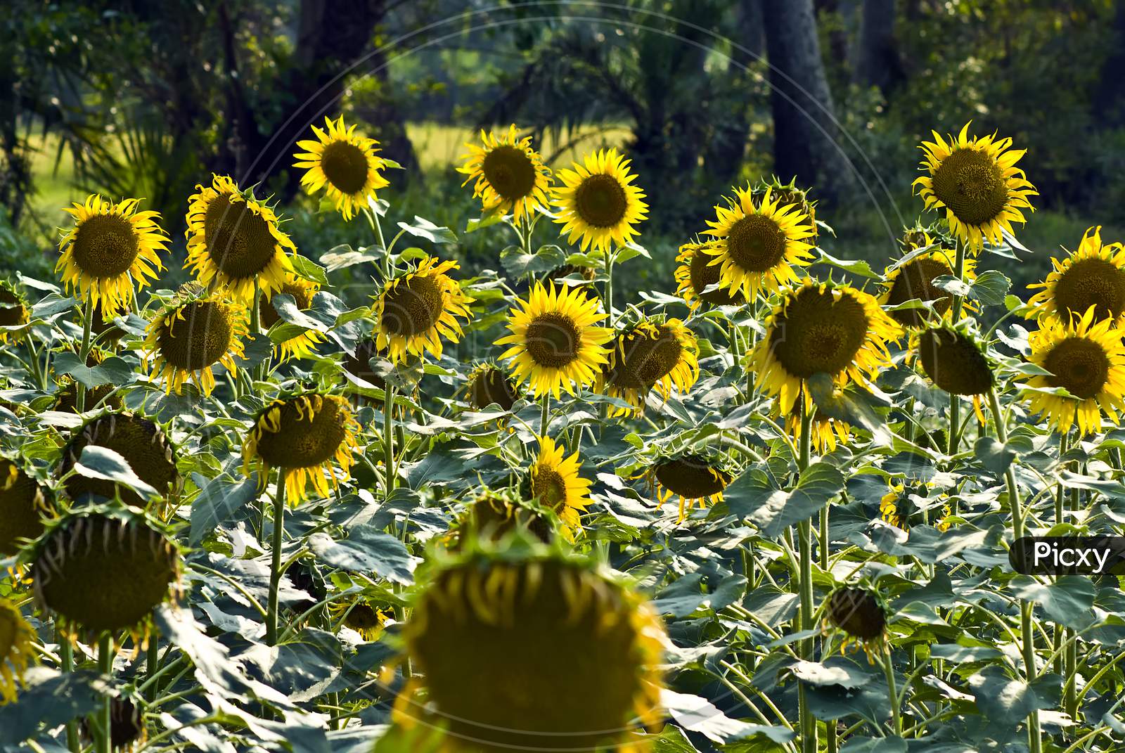 The Sunflower field.