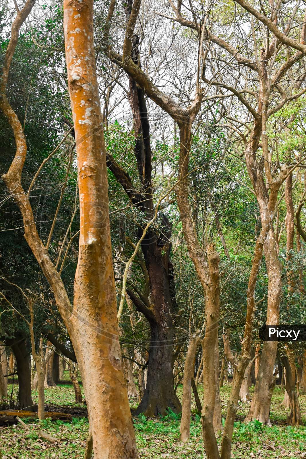 Wooden forest tree background . Reserve forest . Kaziranga National Park .