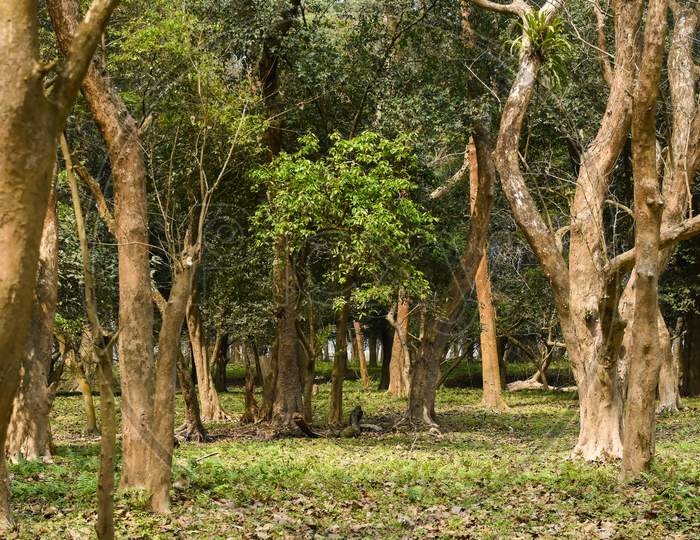 Forest greenery background. Kaziranga National Park .