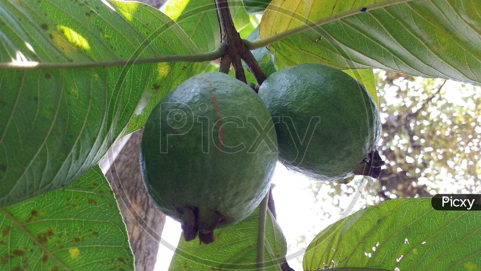 Guava fruit plant
