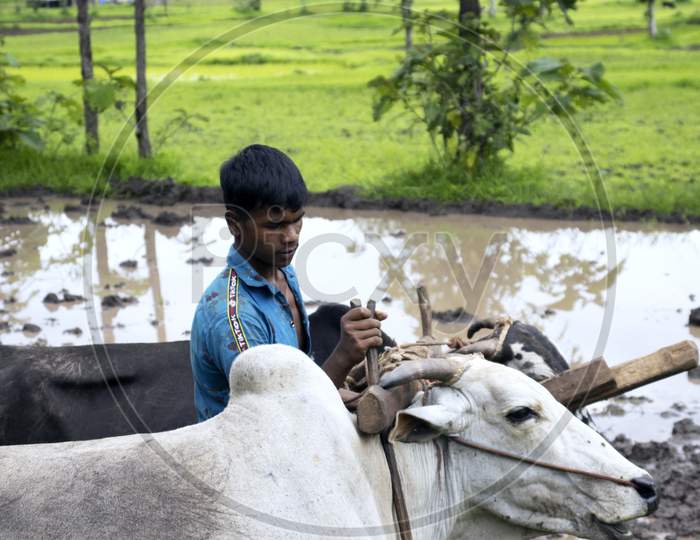 A farmer is farming in rainy Day