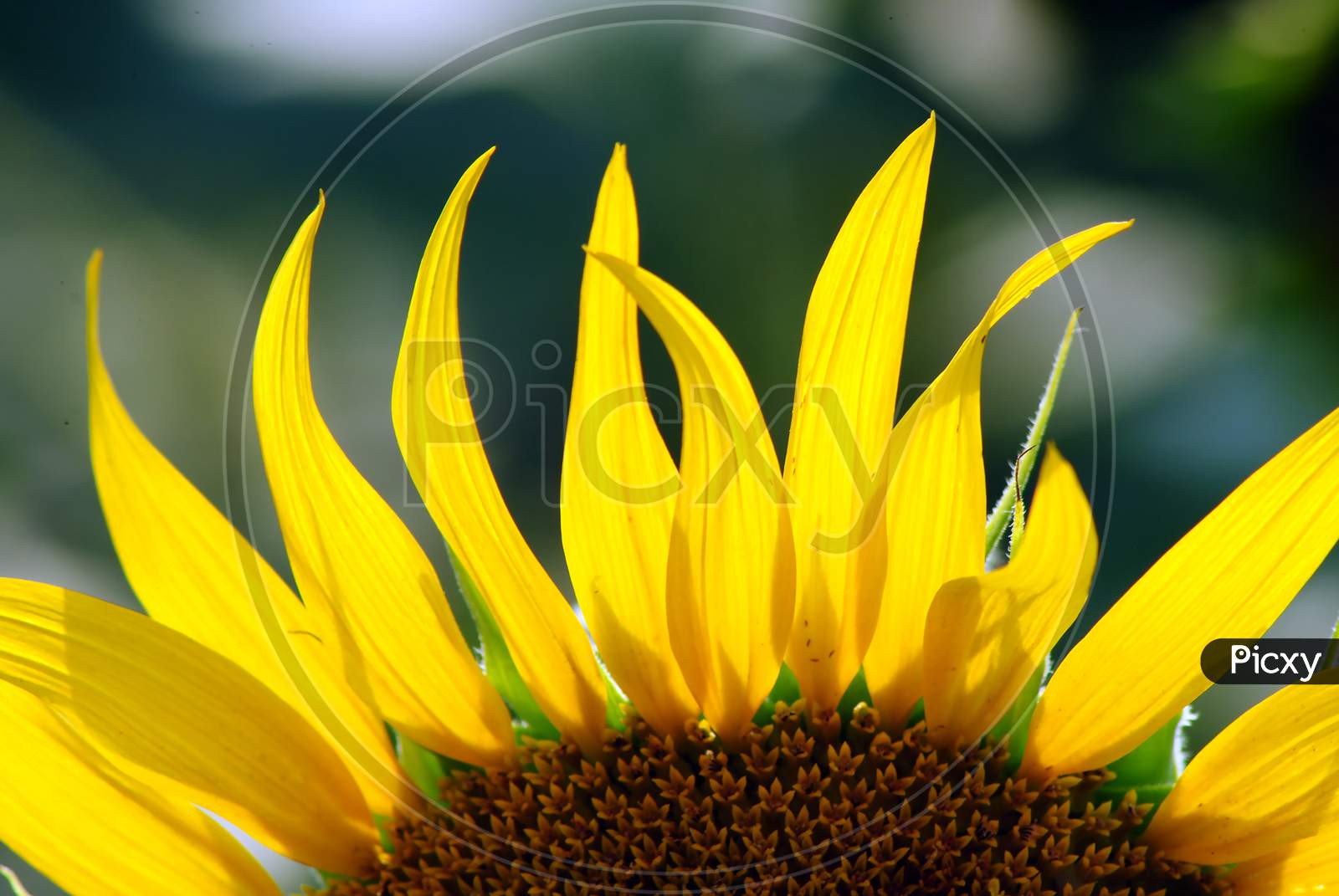 The part of a Sun flower.