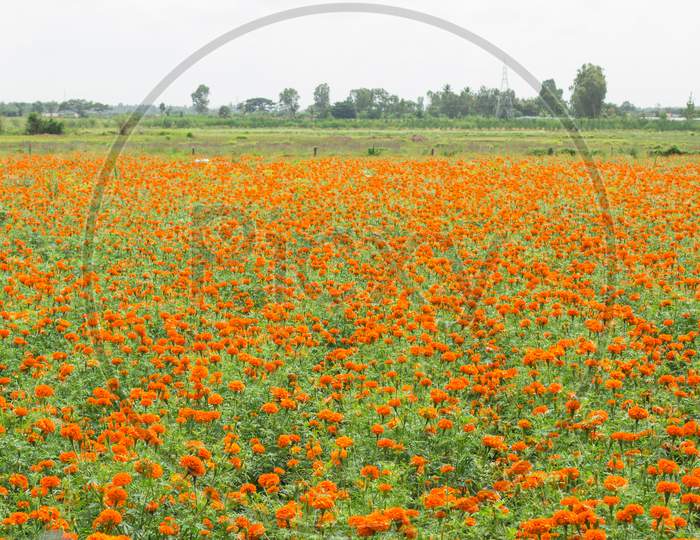 Marigold flower cultivation farm near Mysore/Karnataka/India.