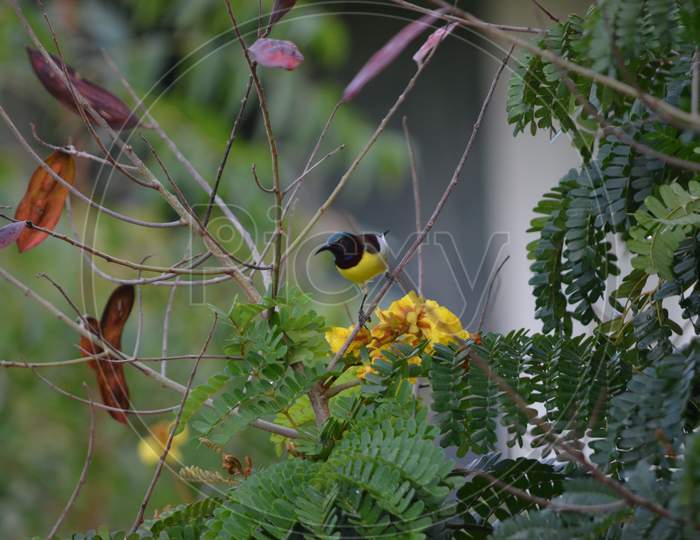 Bee Humming Bird