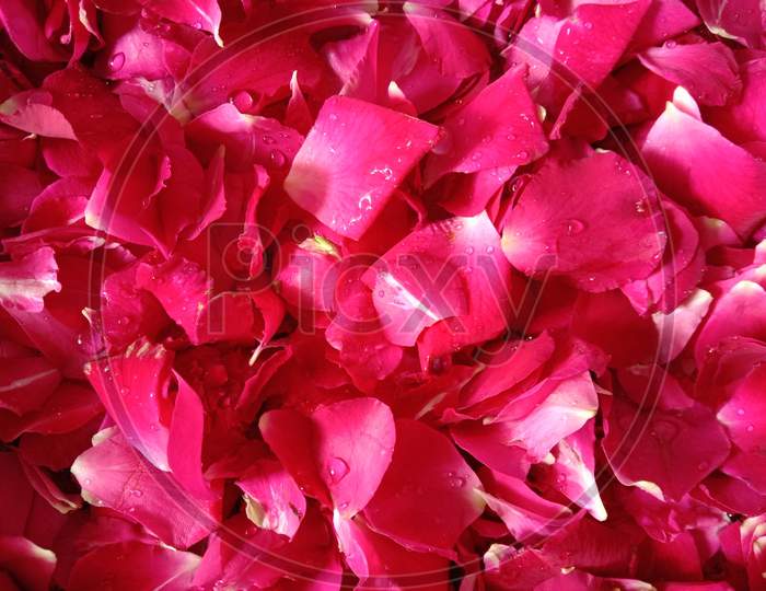 Start Therapy With Natural Fresh Pink Rose Flowers