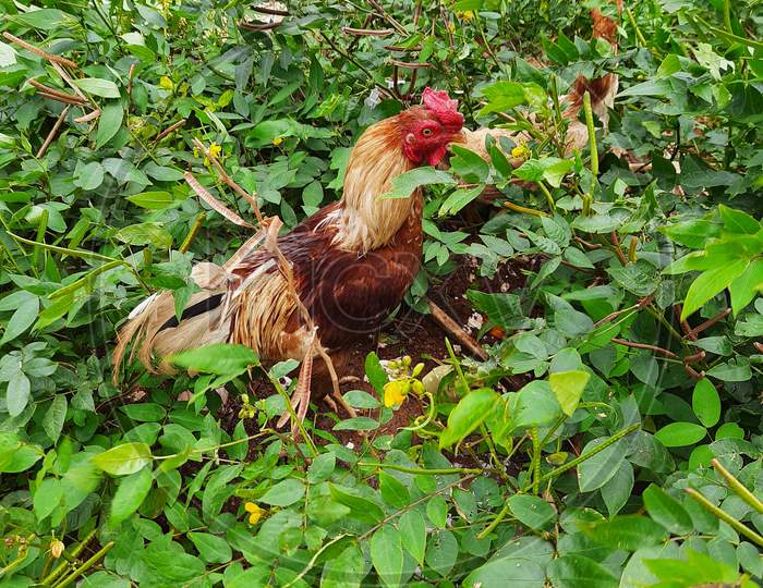 Rooster inside the plants