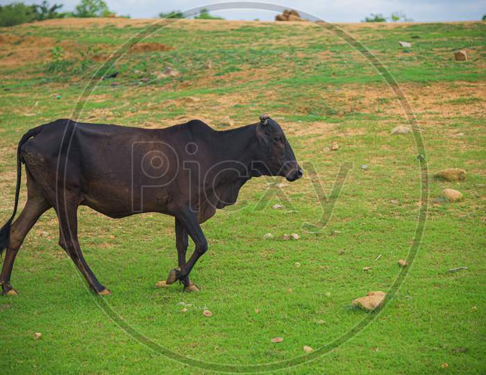 Cow  walking on a grass in kotepalli
