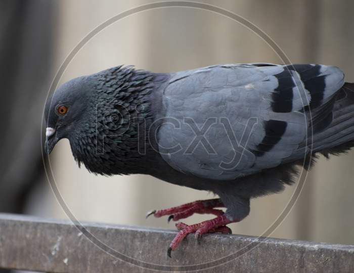 Amazing Side Shot Of Asiatic Rock Dove Pigeon Looking Down