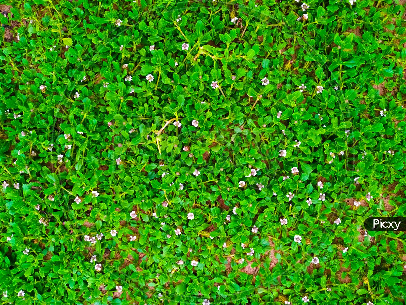 Seamless Green Grass Background