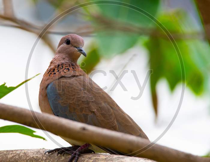A laughing dove