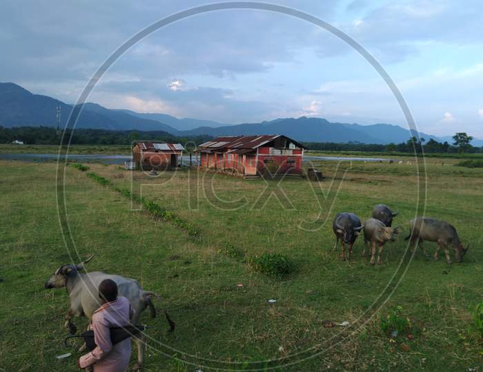 Buffaloes grazing at open field . Mountains background . People . House . Nature . Village . Rural .
