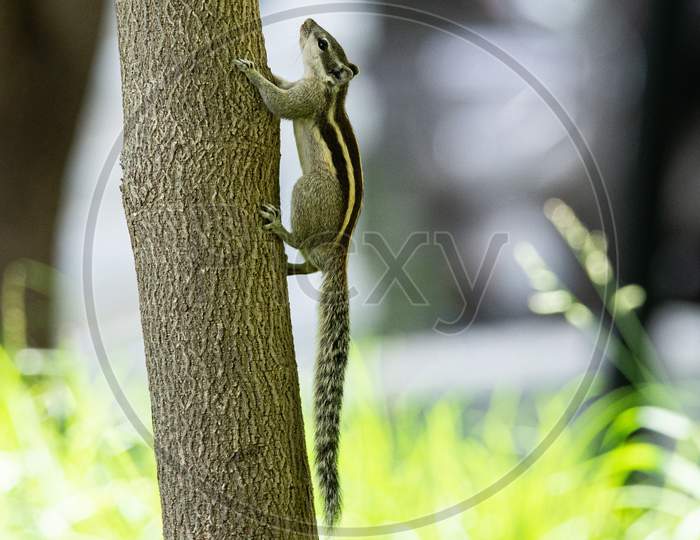 Squirrel climbing on the tree
