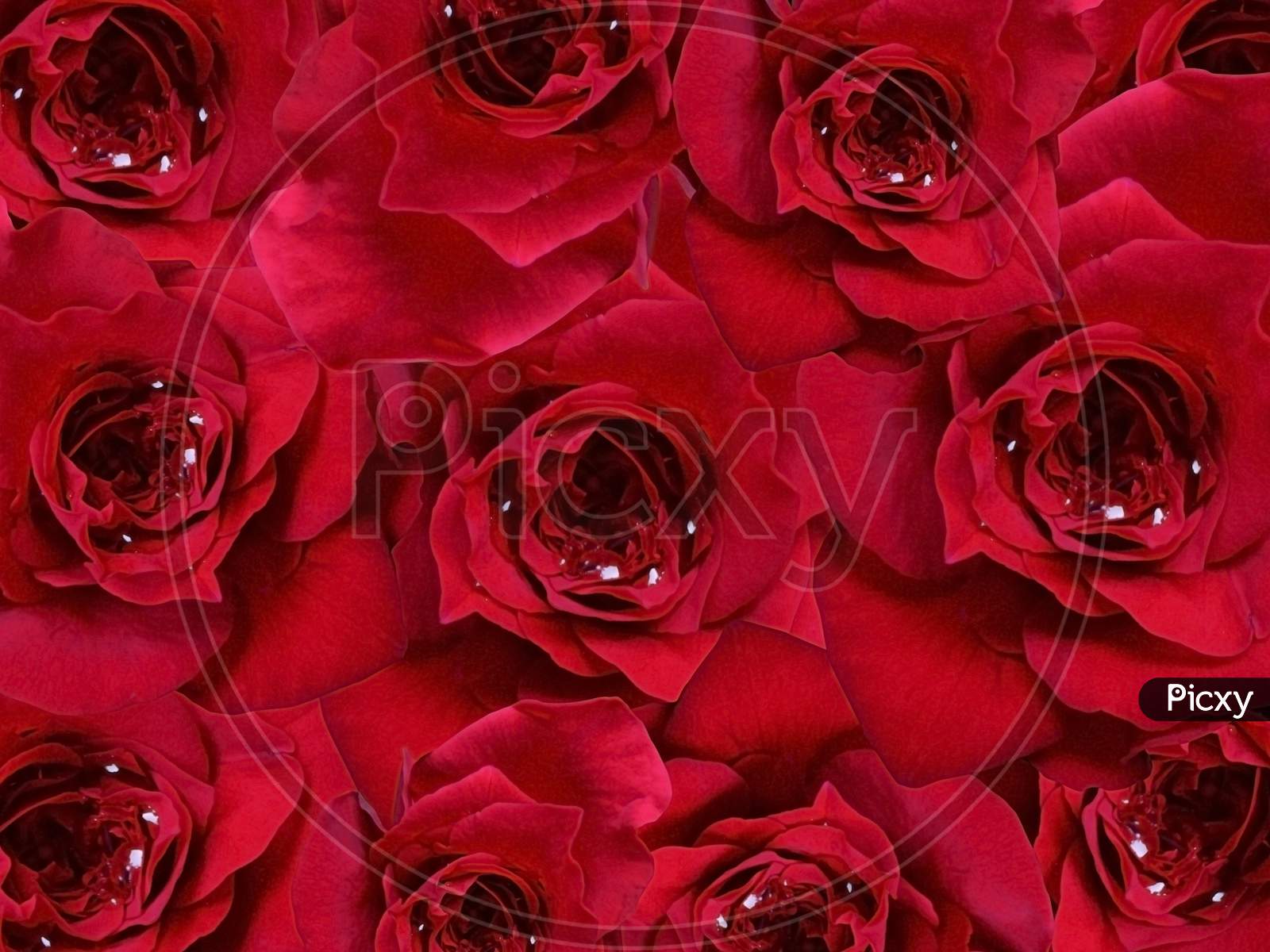 A closeup of bunch of red roses