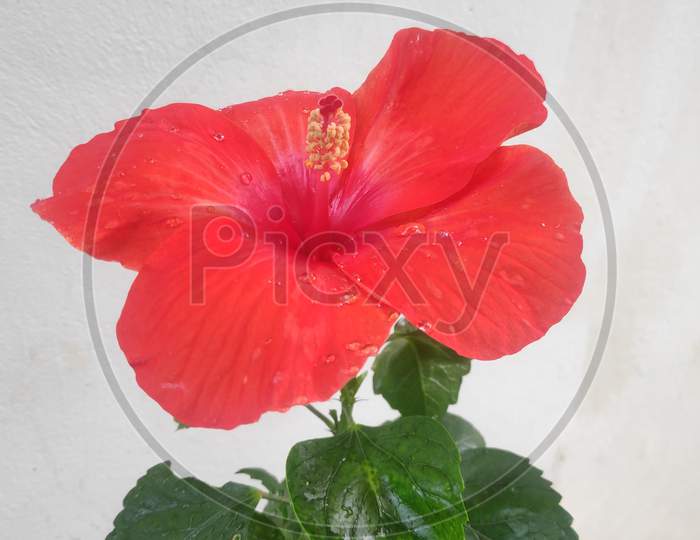 Beautiful Red Large Hibiscus flower with green leaves on the white background