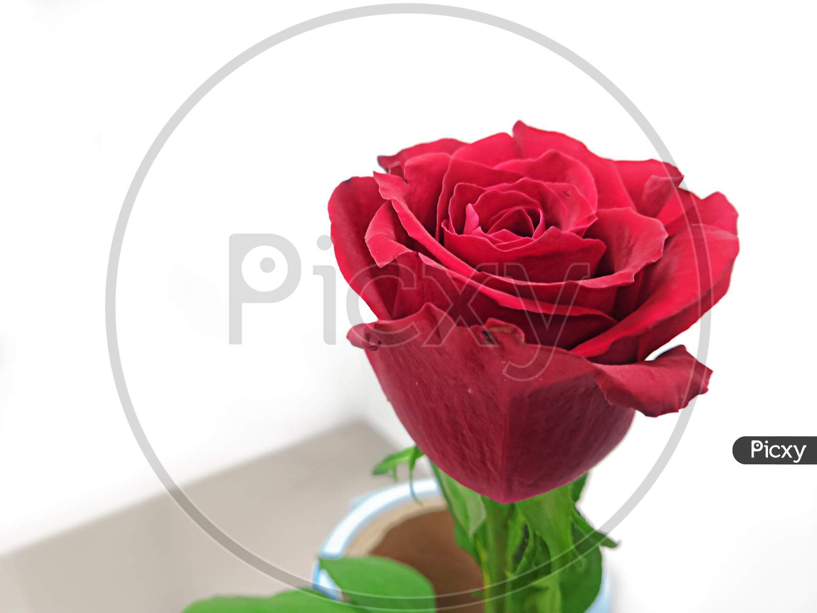 Beautiful Red Rose Flower