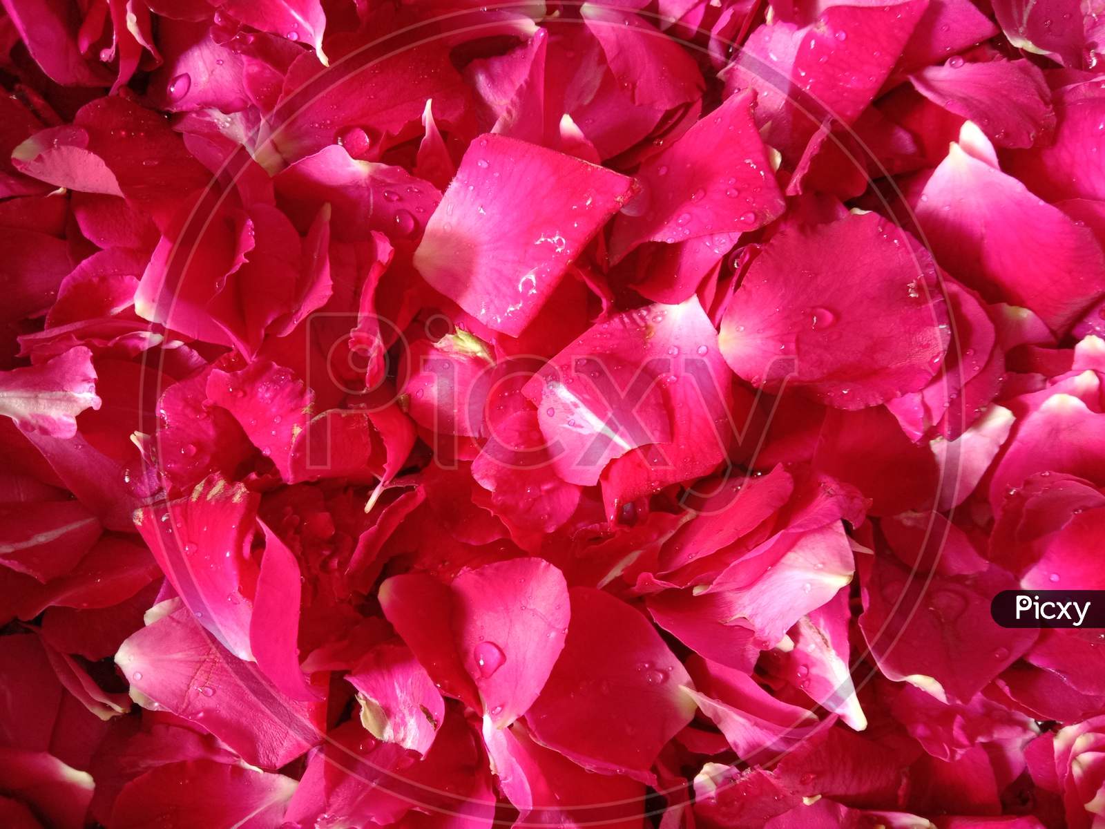 Start Therapy With Natural Fresh Pink Rose Flowers