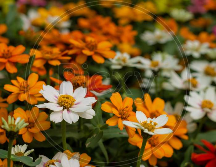 Colorful flowers background with selective focus, blurry background. daisy flowers , zinnia flower