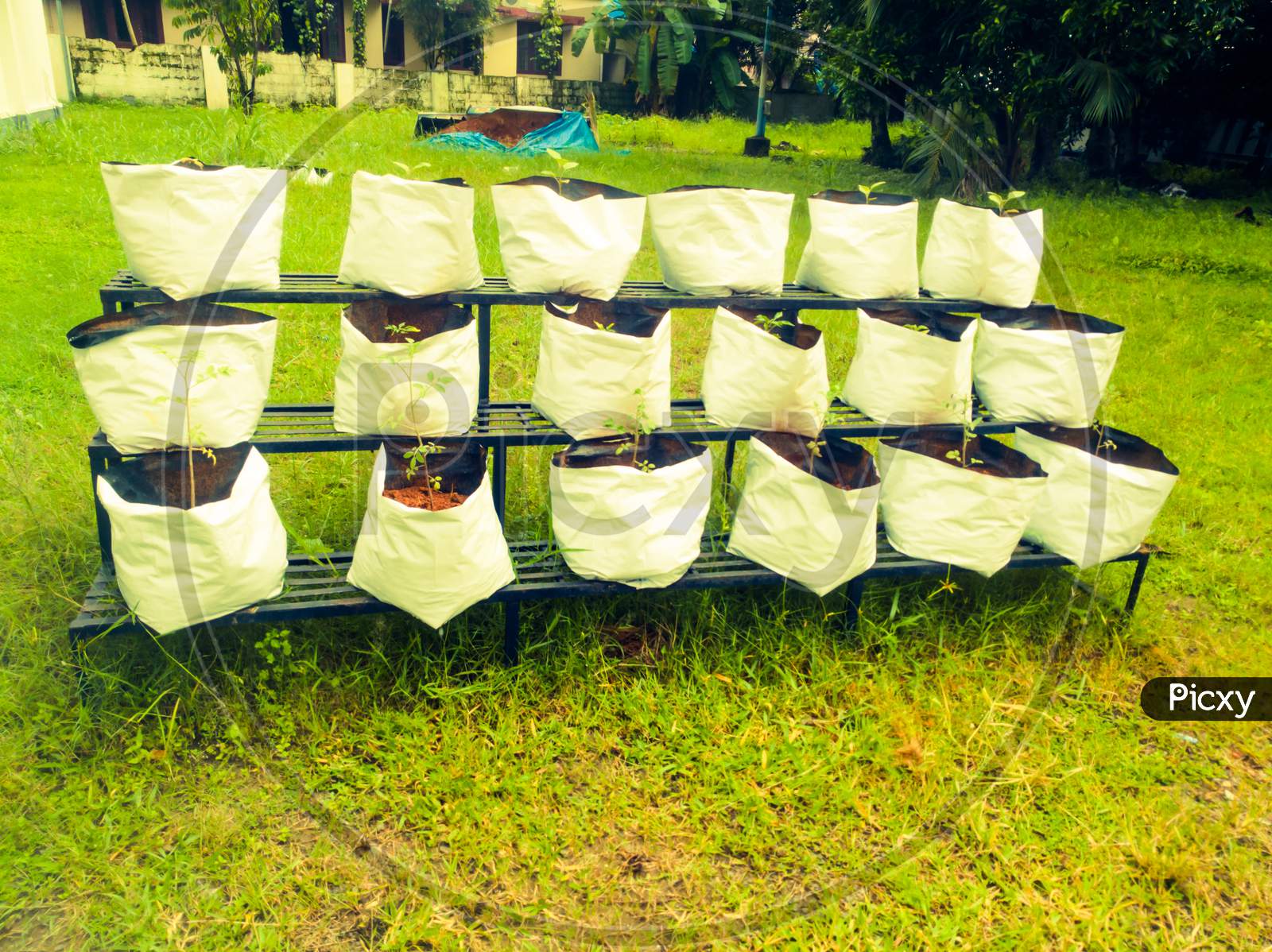 Grow Bags with Vegetable Saplings in a Vertical Stand Outside