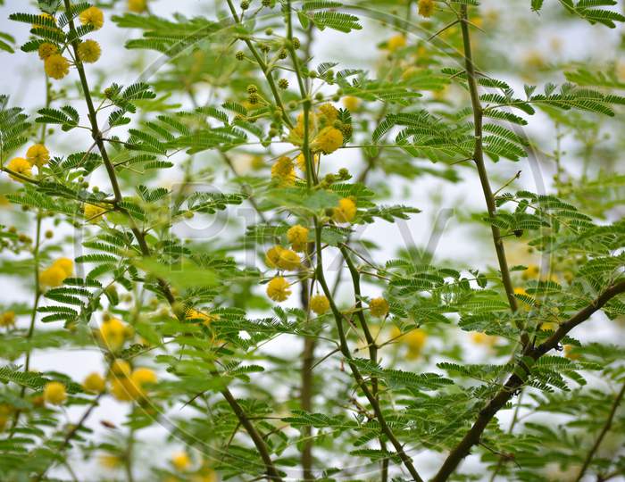 Vachellia nilotica or gum arabic flowers