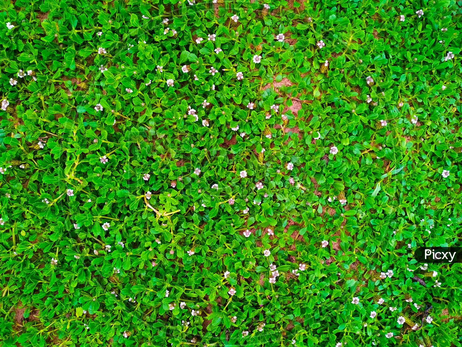 Image of Seamless Green Grass Background-YH242585-Picxy
