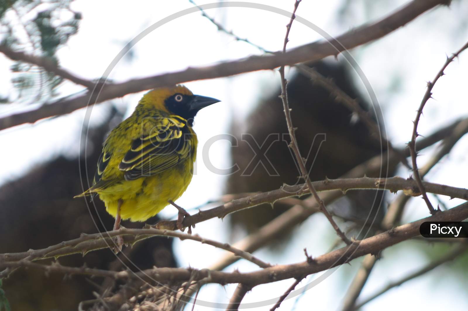 Bright Yellow Songbird