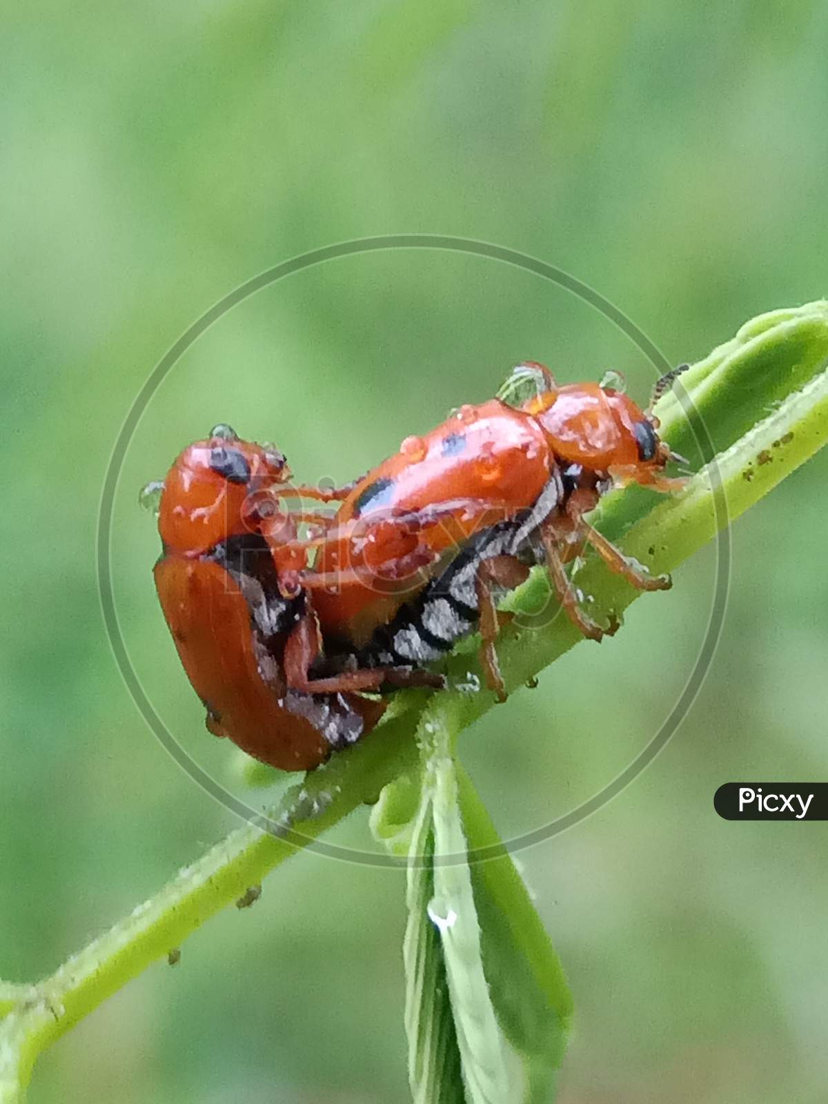 Red insect macro photography