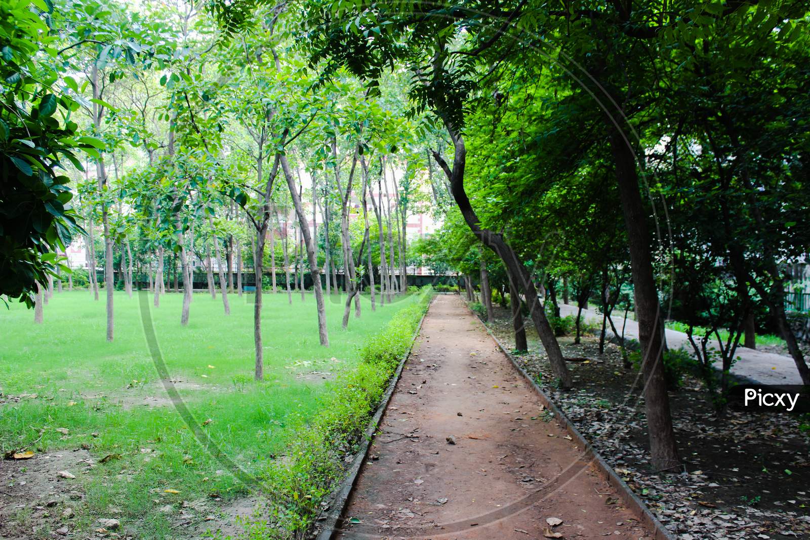 A picture of way  in garden