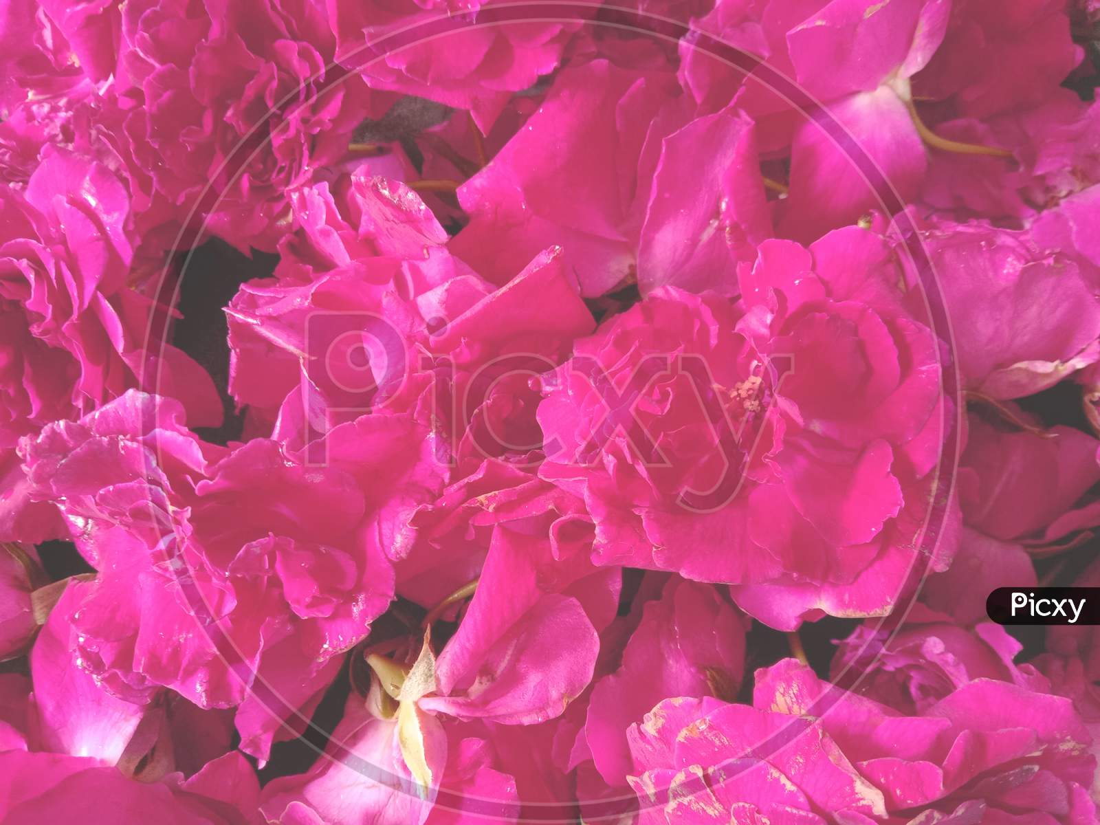 Natural Fresh Pink Rose Flowers Background