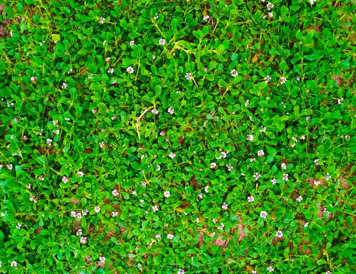 Seamless Green Grass Background
