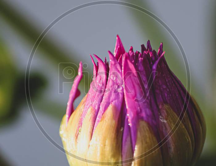 close up of a purple-pink flower