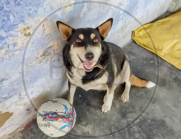 Dog named duggu playing with football.