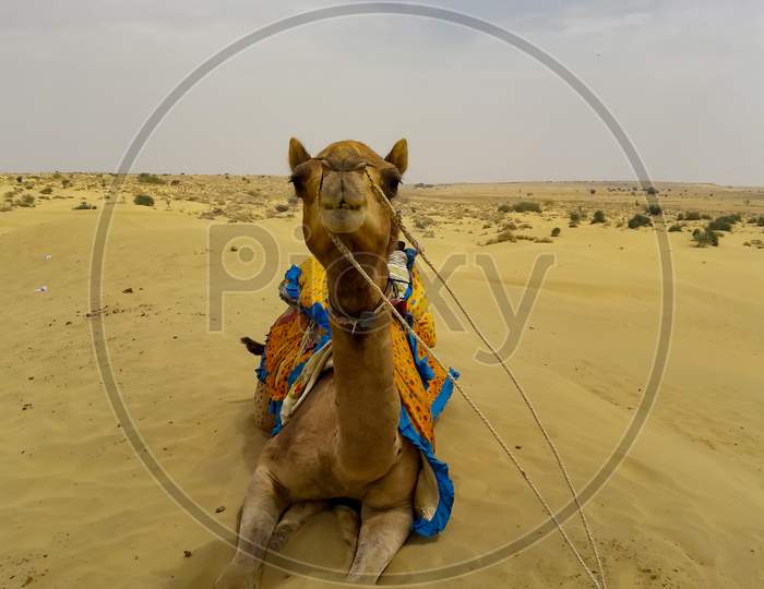 A camel in thar desert