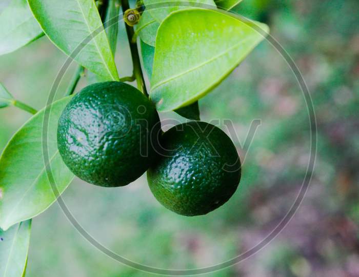 A picture of green lemon