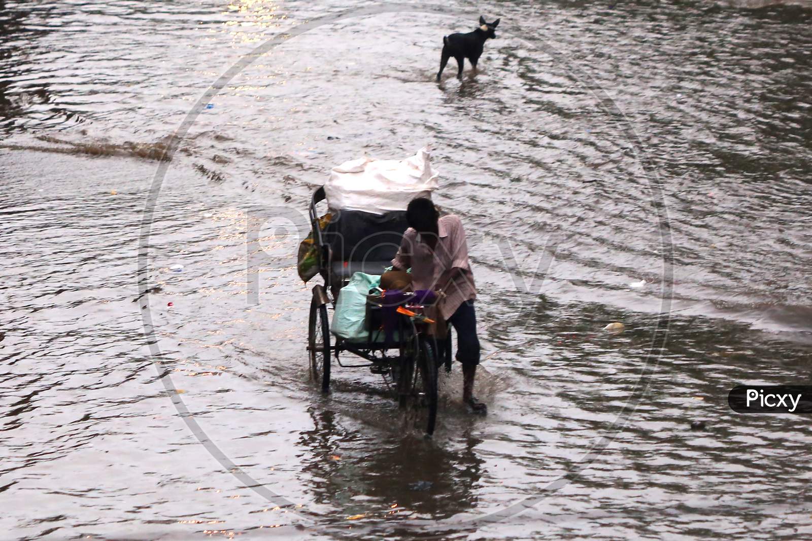 A rickshaw puller wades through a flooded road during heavy rains in Ajmer, On August 1, 2020.