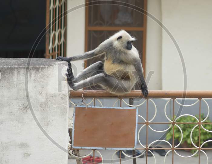 Cute grey langur sitting on the railing of a balcony