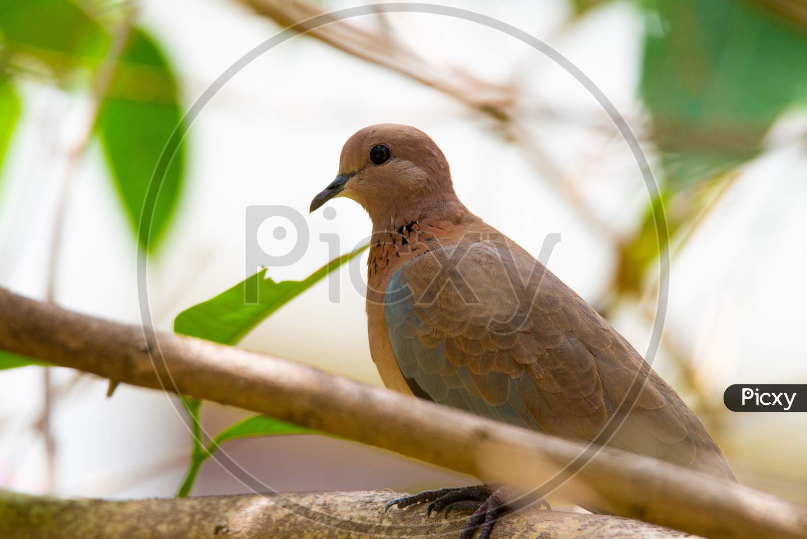 A laughing dove sitting on the tree