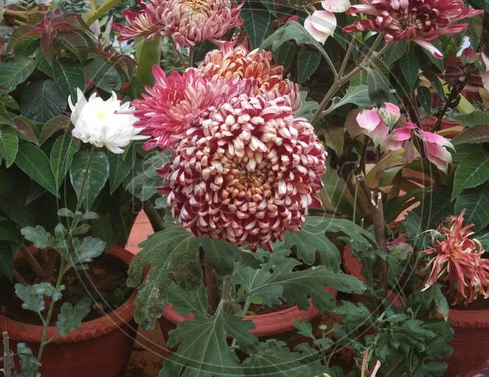 Chrisanthamam flower