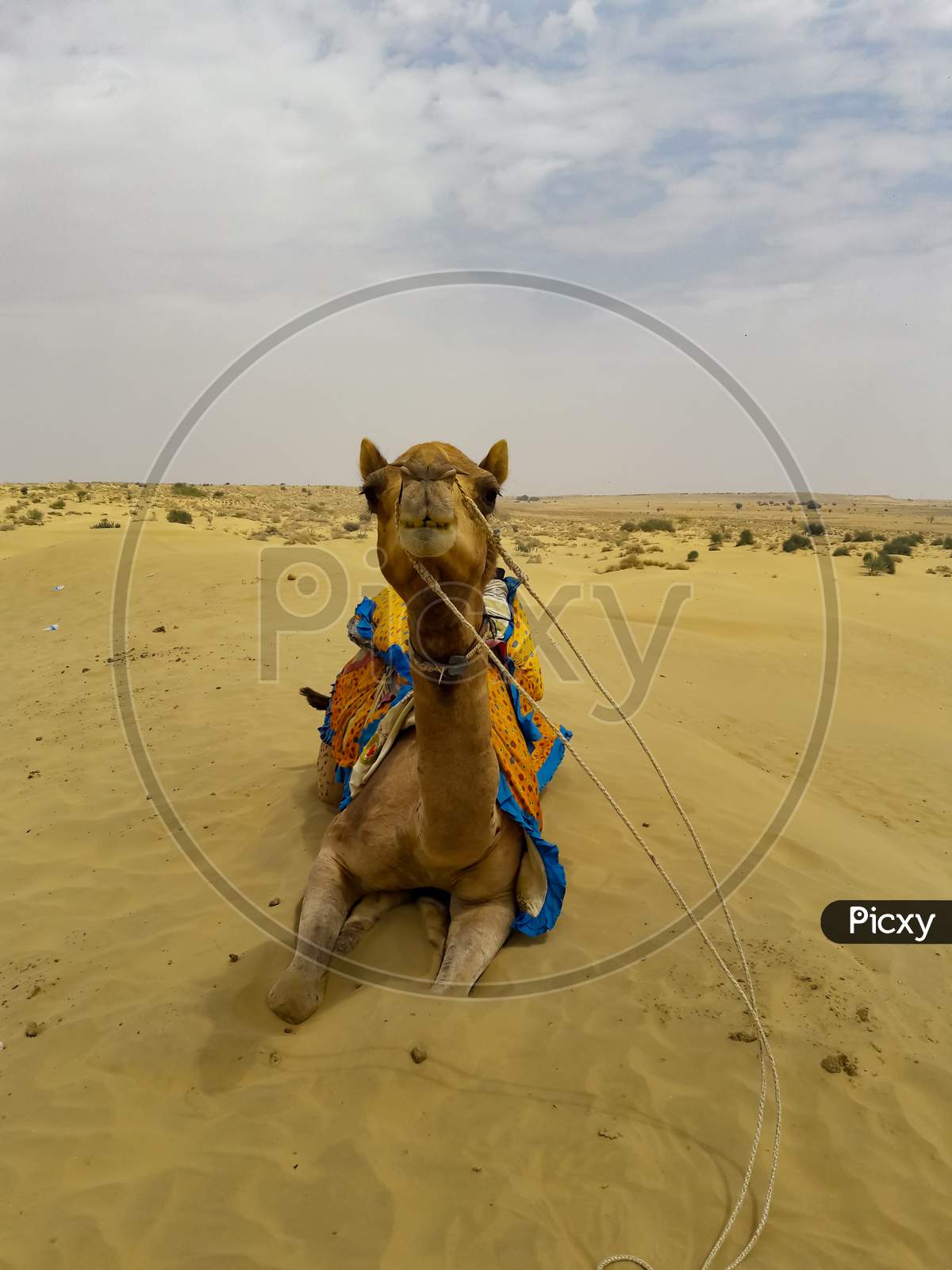 A camel in thar desert