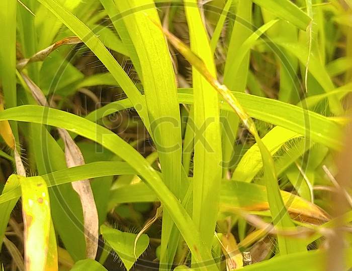 Closeup photography of green grass