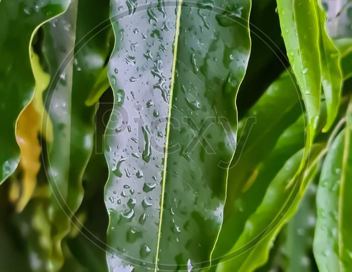 A leaf with water dropslet