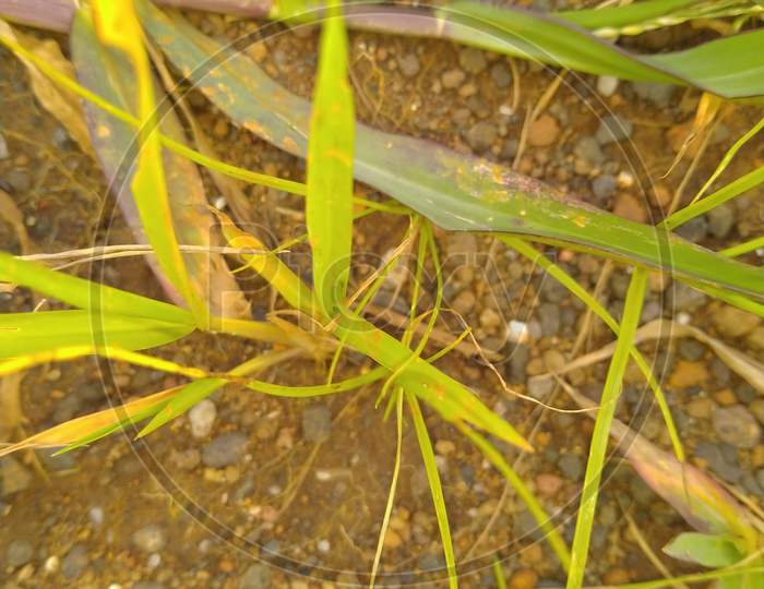 Potrait photography of green grass
