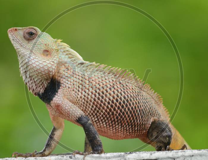 Chameleon - Lizard Family
