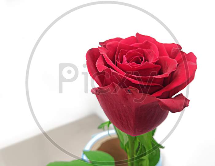 Beautiful Red Rose Flower
