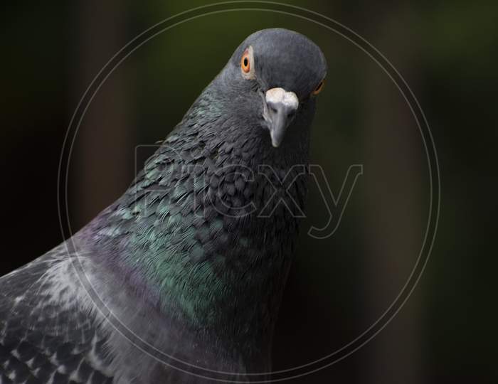 Angry Red Eye Bird Photo Of Asiatic Rock Dove Pigeon