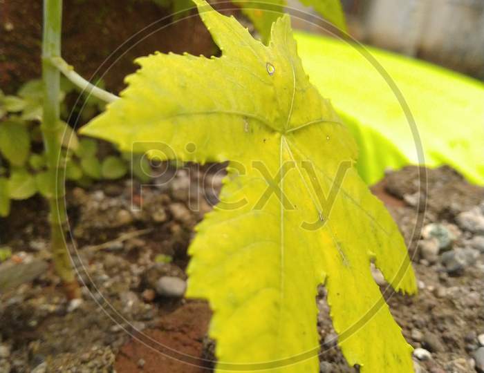 Closeup photography of yellow leaf