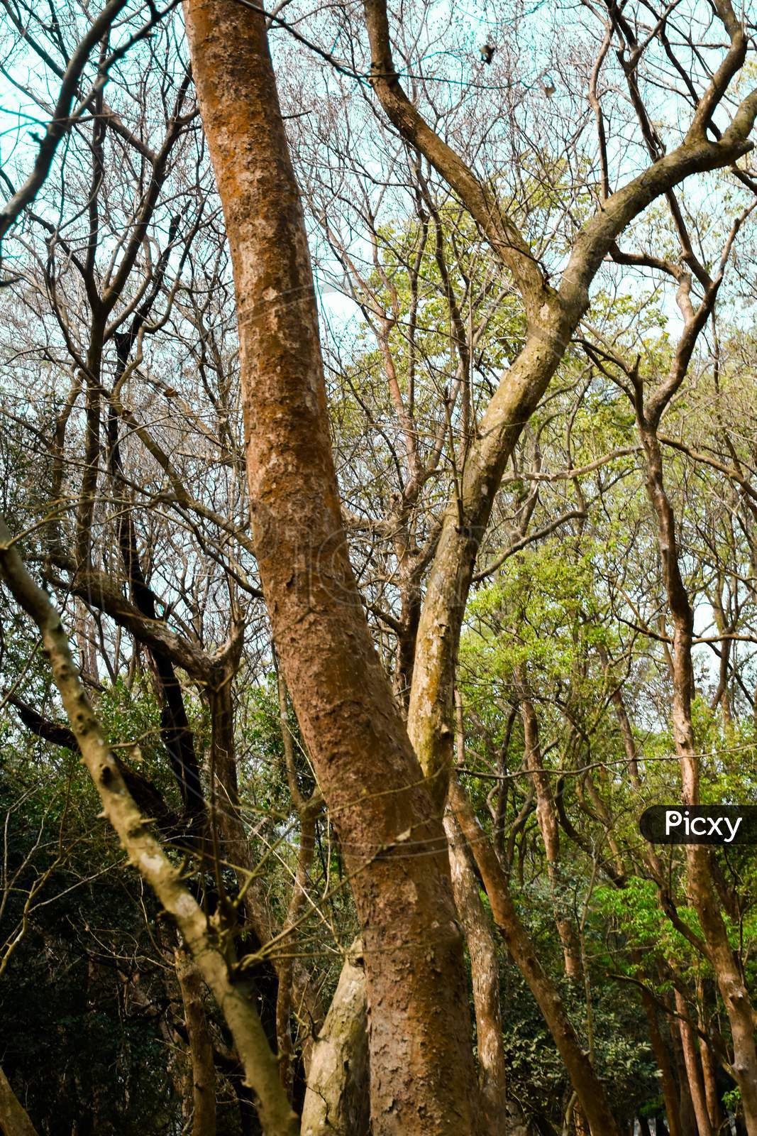 Wooden forest tree background . Reserve forest . Kaziranga National Park . Blue sky . Green leaves .