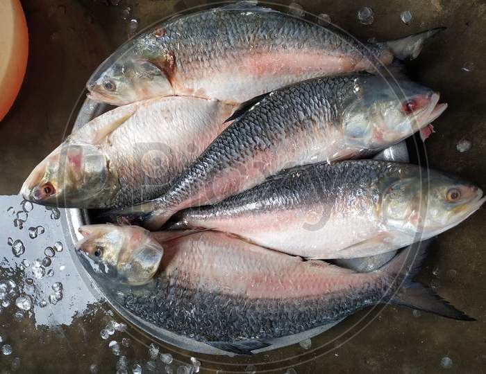 hilsha fish background