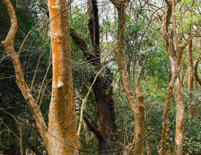 Wooden forest tree background . Reserve forest . Kaziranga National Park .