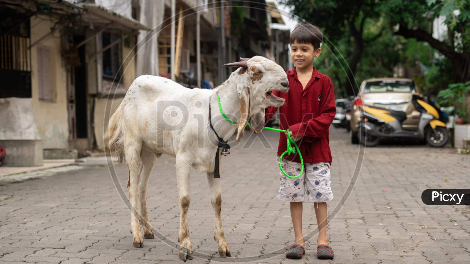 A muslim kid with a goat on eid ul adha mumbai india